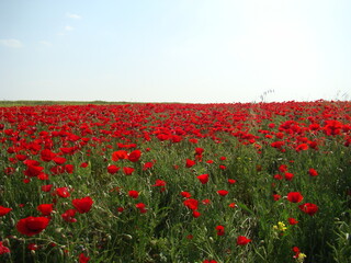 Fototapeta na wymiar Syria travel. 2008. Red carpet of flowers in Northern countryside in Aleppo. Anemone, red flower, windflowers, spring. The vast red carpets of anemones have become a major tourist attraction of Syria 