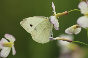 white butterfly on a flower