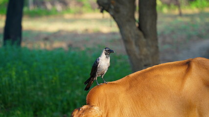 Morning time, A crow standing on a brown cow. Selective focus on crow.