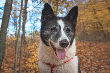 Female Karelian Bear dog. Portrait of the face. Dog is panting and looking down and to the right. 