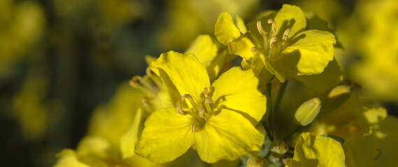 Beautiful yellow rapeseed flowers