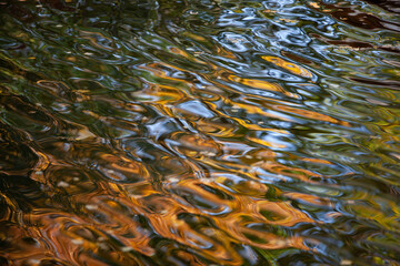 Bright reflection of autumn trees in the water. Yellow leaves float on the surface of the water.