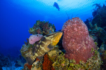 Fototapeta na wymiar The silhouette of a diver watching a nassau grouper hanging out on the reef in the Cayman Islands