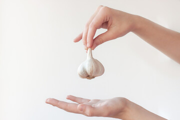 One hand holds the garlic head over the other hand. The concept of the use of garlic and healthy...