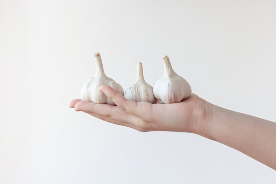 One hand holds three heads of garlic in the palm of your hand. The concept of the use of garlic and healthy eating