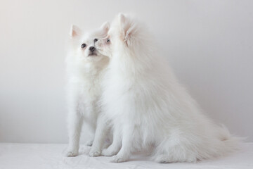 Two small white Pomeranian dogs sit on a white background, one in full face, the other in profile. The concept of cleanliness and beauty of Pets