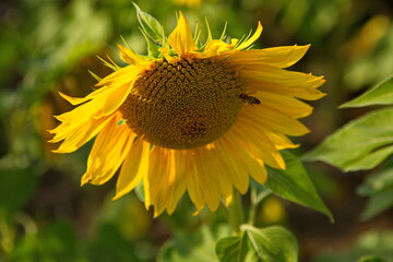 Fototapeta premium Sunflowers flower before harvesting, Togliatti, Russia.