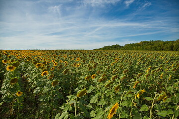 Fototapeta na wymiar Sunflower field before harvesting, Togliatti, Russia.