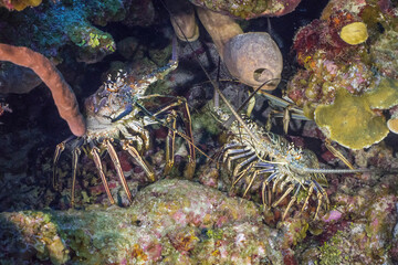 A pair of spiny lobsters on the reef in the Cayman Islands