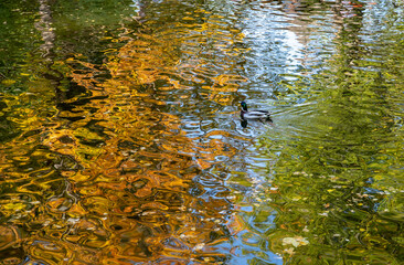Wild ducks swim in a pond. Bright, mosaic reflection of autumn trees in the water.