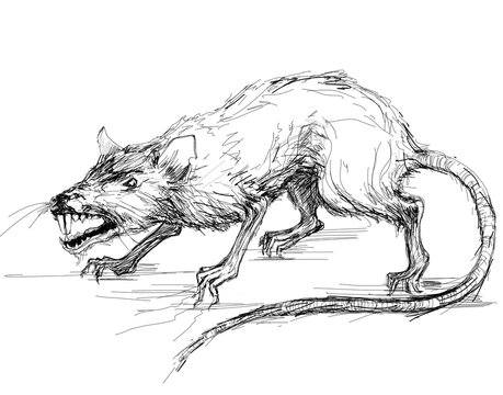 hand drawing evil rat with fangs. black grafic on wite dackground