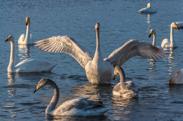 A beautiful birds on a Swan Lake in Altai