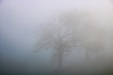 Obraz na płótnie Canvas paysage de campagne dans la brume, dans le brouillard