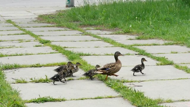 Mother duck crosses the road with ducklings. Summer motherhood scene. Family concept 4k