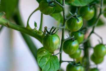 Fresh lot of tomato hanging  plants growing in greenhouse