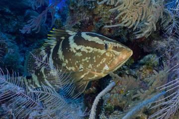 A nassau grouper hanging out on the reef in the Cayman Islands
