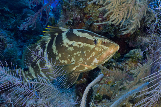 A nassau grouper hanging out on the reef in the Cayman Islands
