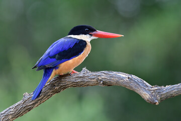 beautiful blue bird with black head and sharp red beaks expose to soft light over green forest, black-capped kingfisher
