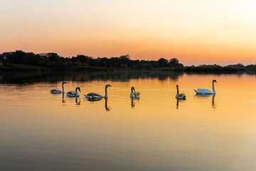 Obraz na płótnie Canvas Swans on the lake in nature at beautiful sunset