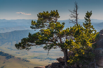 A plant on a peak of Babyrgan mountain in Altai