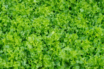 Fototapeta na wymiar Fresh organic green oak lettuce vegetable plant farm