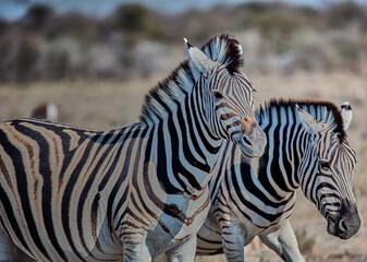 African animal at etosha national park in Namibia, Africa