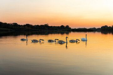 Obraz na płótnie Canvas Swans on the lake in nature at beautiful sunset