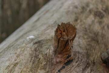 Bitches on a dry tree trunk