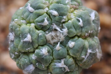 Astrophytum asterias cv. turtle