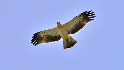 Booted Eagle (Aquila pennata) in south Spain.
