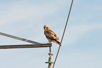 Booted Eagle (Aquila pennata) in south Spain.