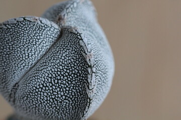 Astrophytum myriostigma tricostatum cv. onzuka