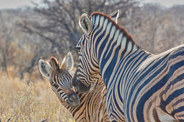 Fototapeta premium African animal at etosha national park in Namibia, Africa
