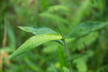 雨上がりの笹の葉