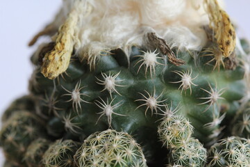 Discocactus buenekeri