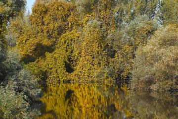 Deciduous tree in the wild and autumn with reflection in the water