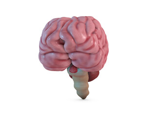 Human brain anatomy, 3D Render