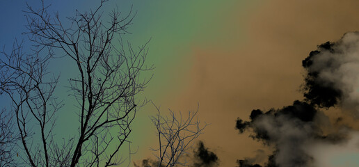 tekstura drzewa oraz chmury w kolorze   © Michael