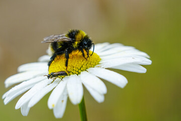 bumble bee sucks flower nectar from daisies
