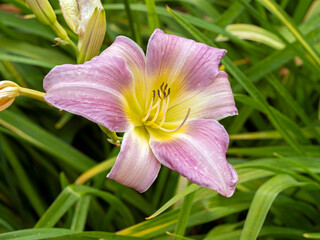 Fototapeta premium Closeup of a pink lilac Hemerocallis daylily flower in a garden, variety Catherine Woodbury
