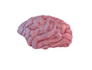 Human brain anatomy, 3D Render