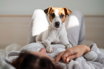 Dog jack russell terrier lies in bed with the owner. A woman hugs her pet