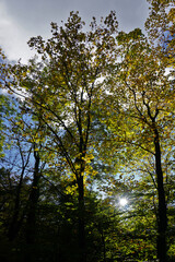 Lichtstimmung im Herbstwald