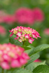 Obraz premium 赤い紫陽花