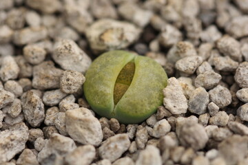 Lithops