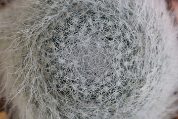 Mammillaria hahniana