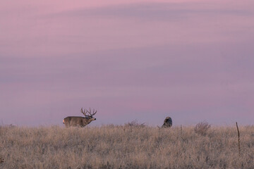 Mule deer Buck at Sunset in Colorado