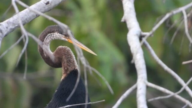 Anhinga in pond and chilling ..