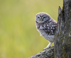 Little Owl (Owlet) recently fledged perched on a post with a green background.  

