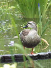 菖蒲園のカモ